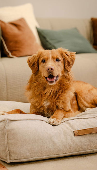 Det perfekte hundehuset fra Felleskjøpet: En investering i din hunds velvære