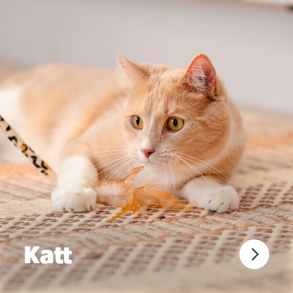 musti.no startside Navigasjon KATT