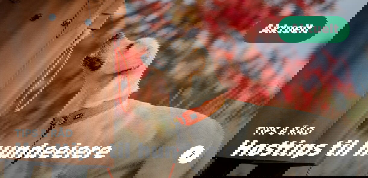 musti.no artikkelbank med høst-tips