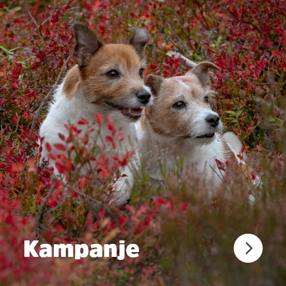 musti.no startside hund Navigasjon kampanjetilbud til hund