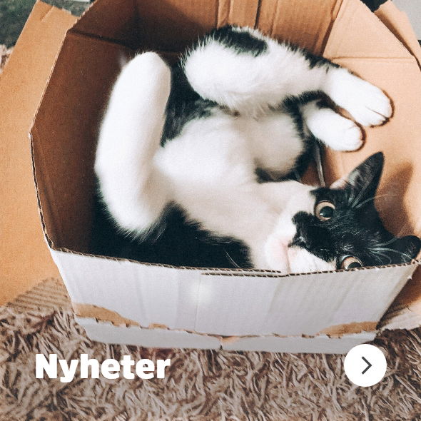 musti.no startside katt Navigasjon nyheter