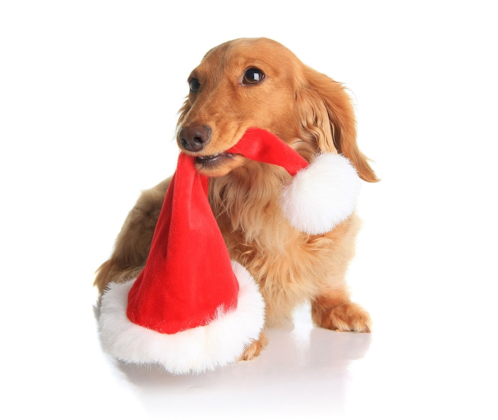 Julens for hunden - Musti