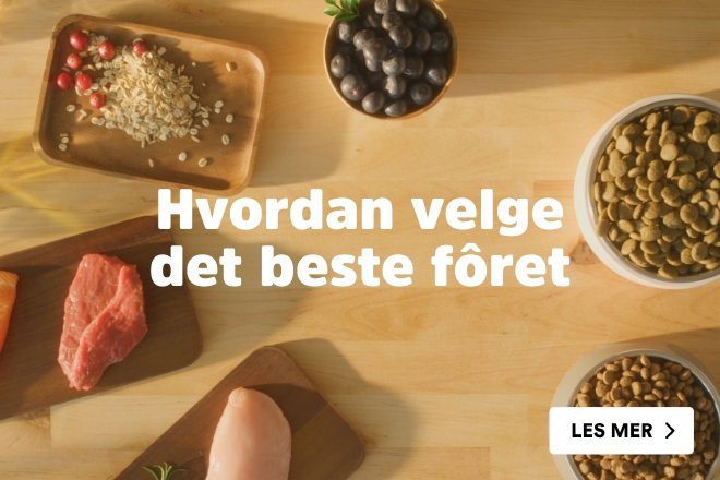 rett fôr til valpen din