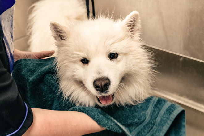 samojed tørkes etter bad