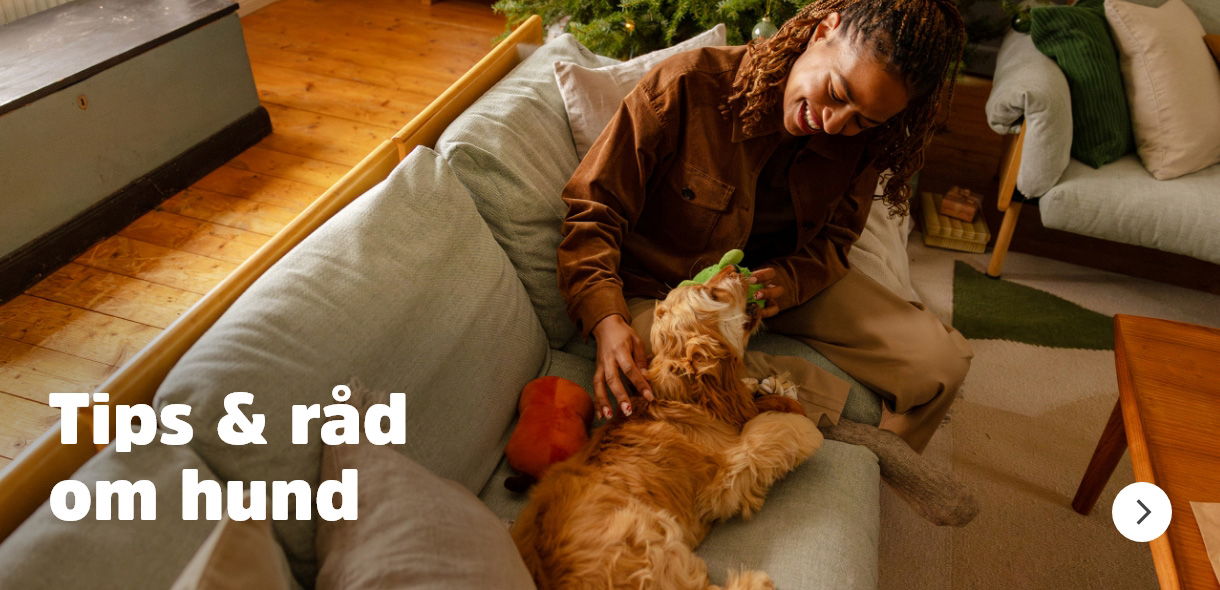 musti.no hundens jul tips og råd