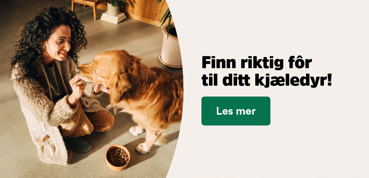 musti.no startside foringsguide