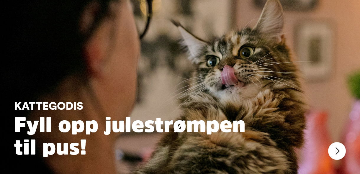 musti.no jul godbiter til katt