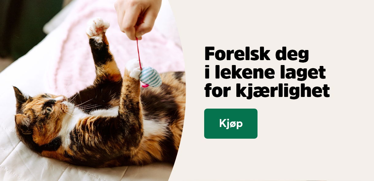 musti.no startside katt valentines day