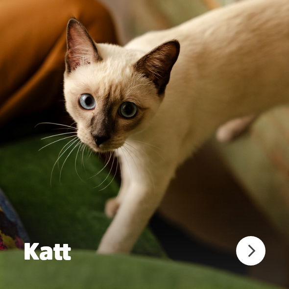 musti.no startside Navigasjon Jul KATT