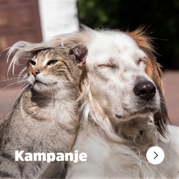 musti.no startside katt Navigasjon kampanje