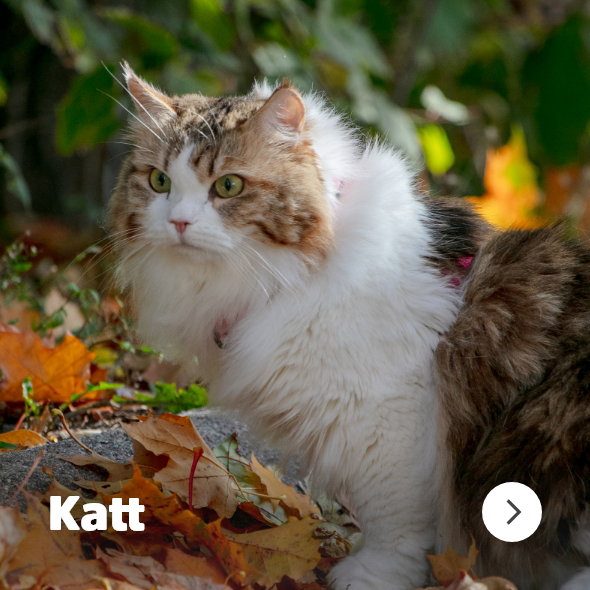musti.no startside Navigasjon KATT