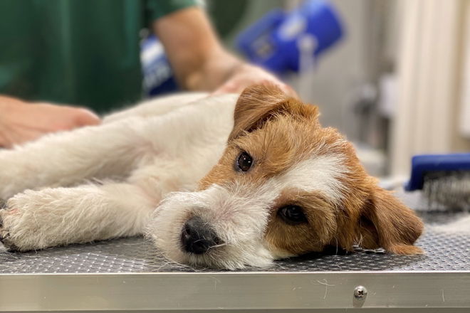 valpetilvenning hos salong