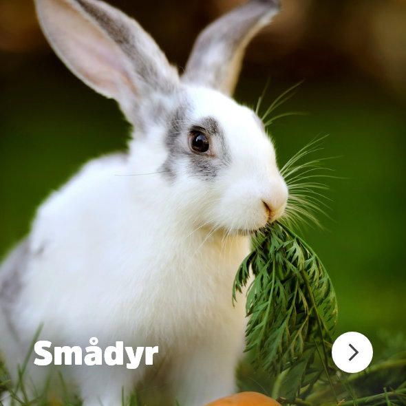 musti.no startside Navigasjon SMADYR