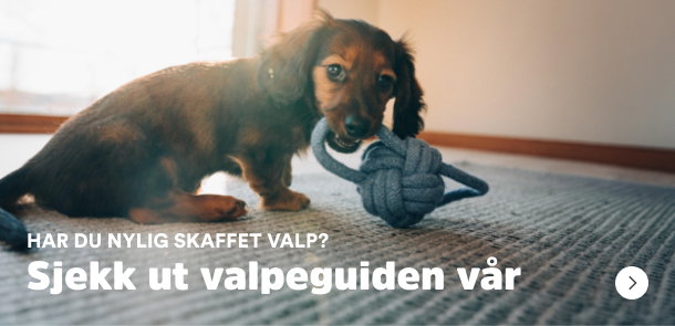 sm&aring;potene valp valpeguiden