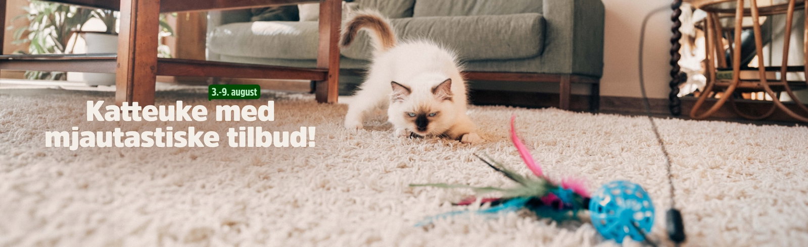 musti.no aktiviteter cat week