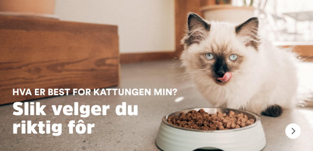 sm&aring;potene kattunge kattungemat guide