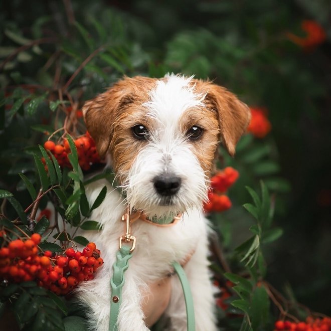 Tyylivoitto Classy Hundehalsbånd Liten Modell, Mint