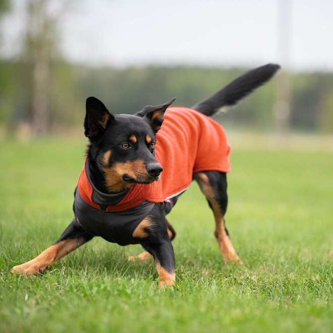 Jumppa Pomppa Dekken Habanero