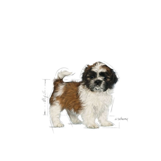 Royal Canin Breed Shih Tzu Puppy tørrfôr til hundvalp