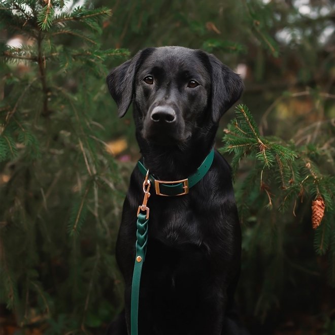 Tyylivoitto Classy Hundehalsbånd, Grønn