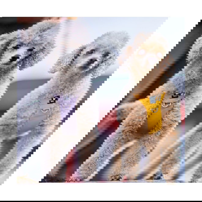 Hurtta Seeker harness honey