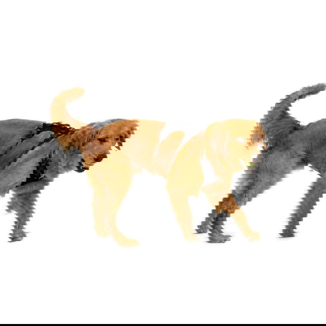 Ruffwear Ridgeline Hundesele Sort