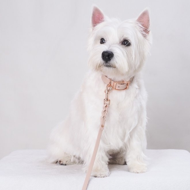 Tyylivoitto Classy Hundehalsbånd Liten Modell, Beige