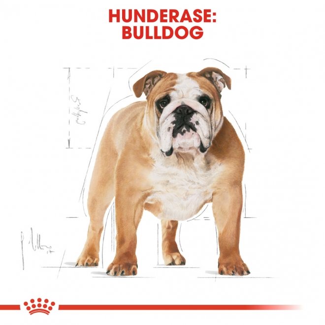 Royal Canin Bulldog Adult