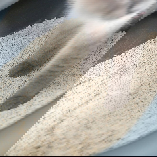 Trixie Tofu clumping Kattesand (2,5 kg)