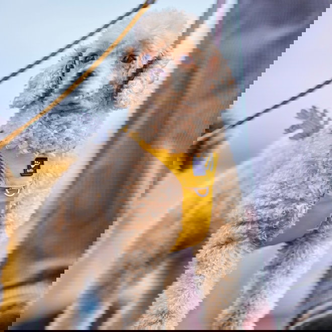 Hurtta Seeker harness honey