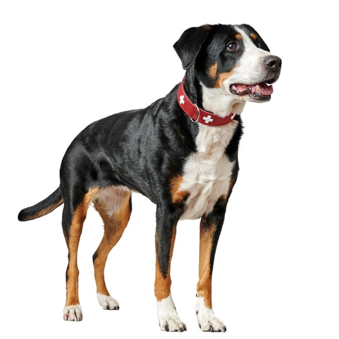 Hunter Collar Swiss Red