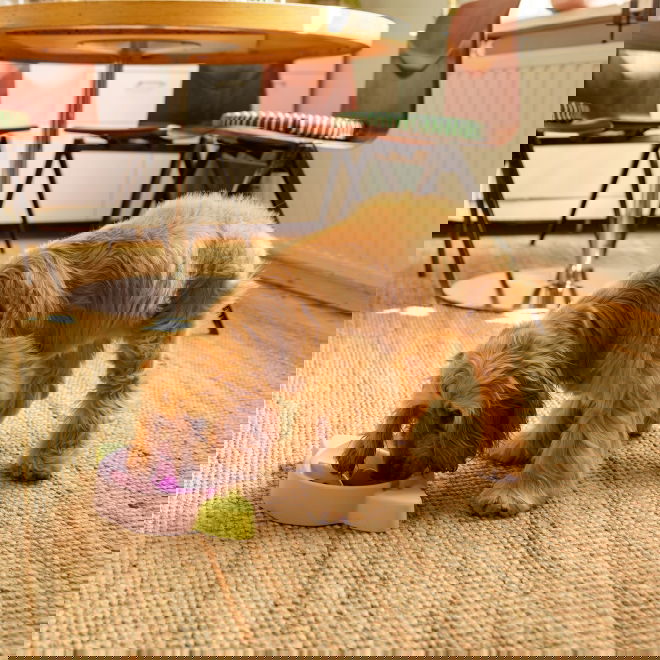 Little&Bigger Saturn Slow Feeder Matskål 28,5 cm