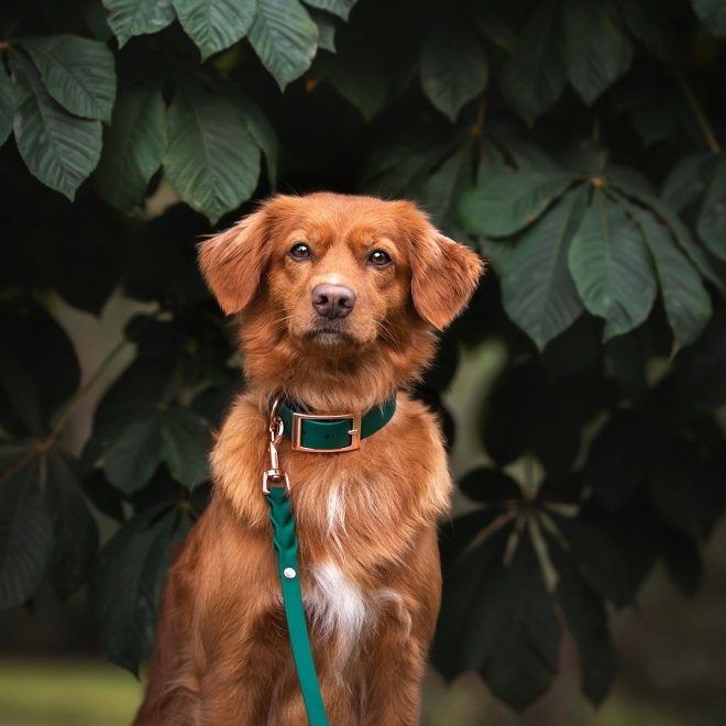 Tyylivoitto Classy Hundehalsbånd, Grønn