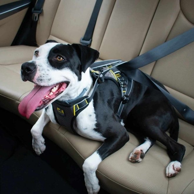 pakke låg Skaldet Kurgo Impact bilsele til hund, sort - Hundebur / Bilbelte Hund