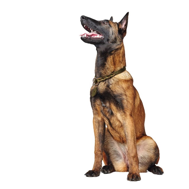 Hunter training collar Solid Education Olive Green