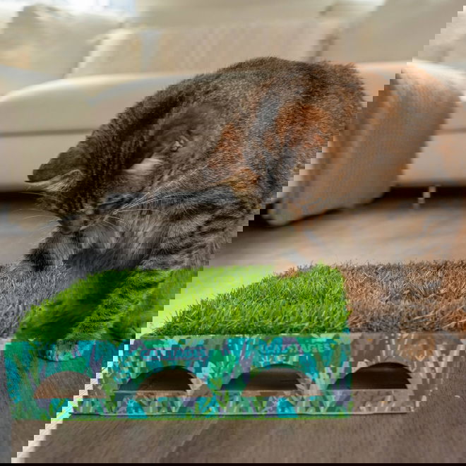 Catstages Grass Patch Hunting Box