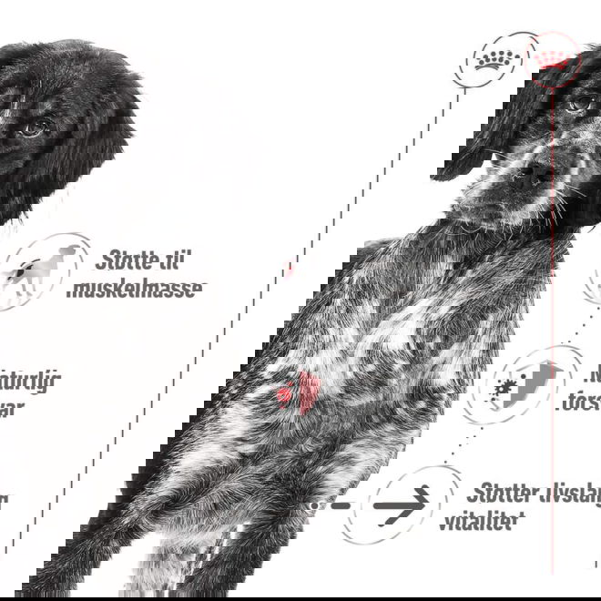 Royal Canin Medium Ageing Gravy v&aring;tf&ocirc;r til hund 10x140 g