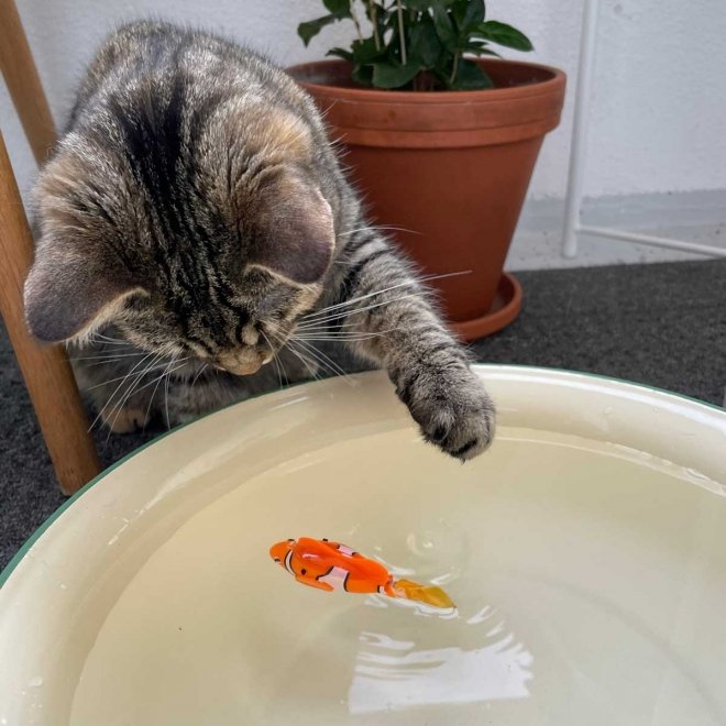Little&Bigger Fish vannleke til katter (Orange)