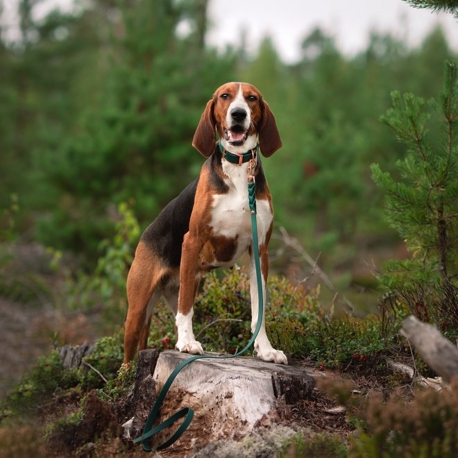 Tyylivoitto Classy Hundehalsbånd, Grønn