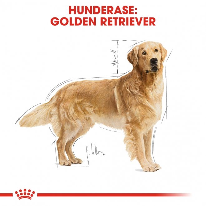 Royal Canin Golden Retriever Adult tørrfôr til hund
