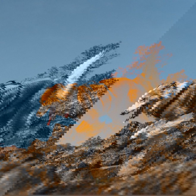 Ruffwear Ridgeline Hundesko Sort 2-pk