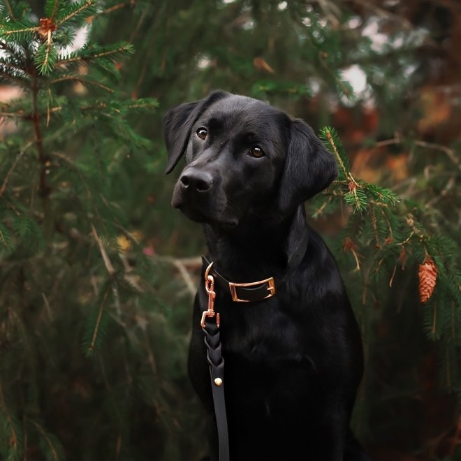 Tyylivoitto Classy Hundehalsbånd, Svart