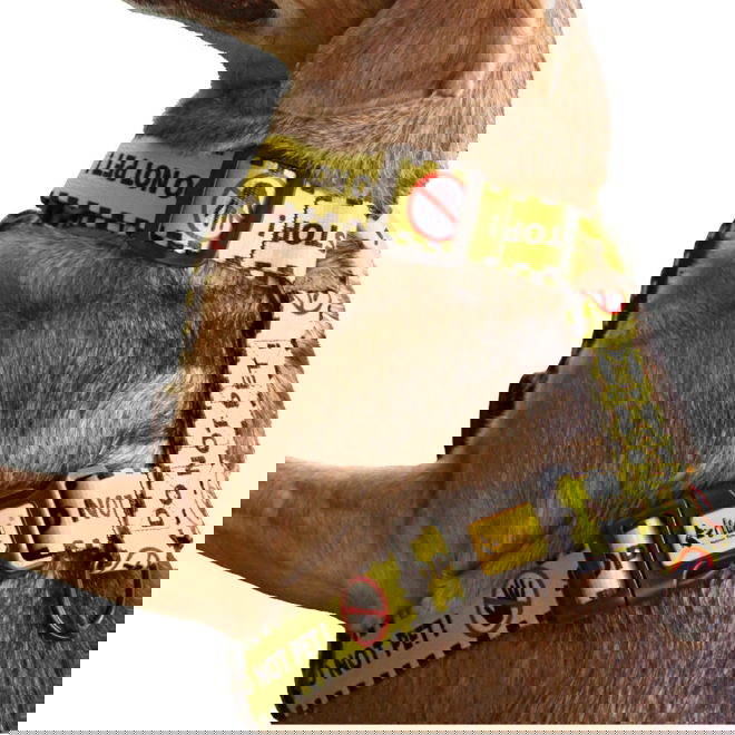 Dingo Gear Do Not Pet Hundesele