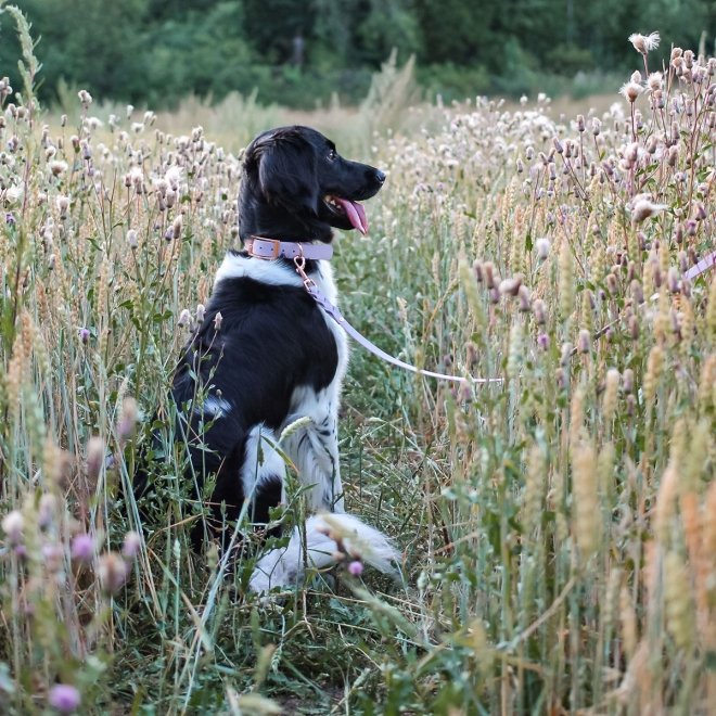 Tyylivoitto Classy Hundehalsbånd, Lilla