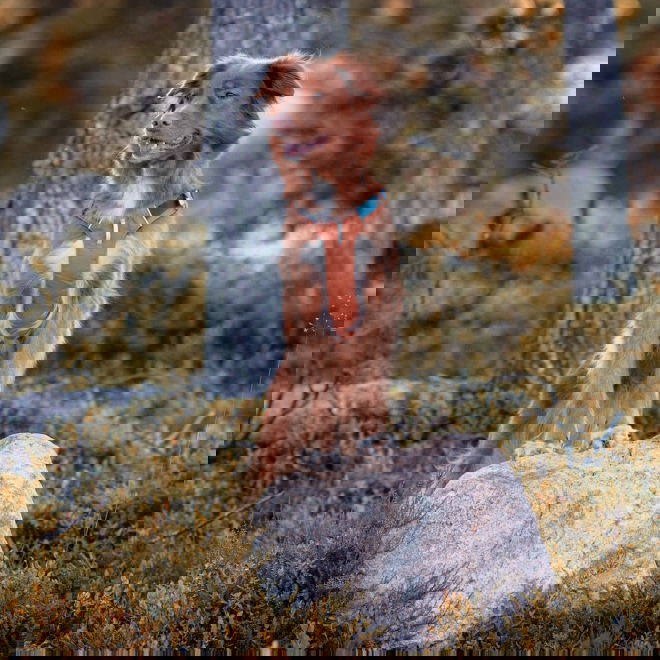 Woolly Wolf Alpha 360 Hundesele Terracotta/Blå