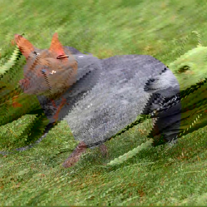 Hurtta Extreme Overall Svart