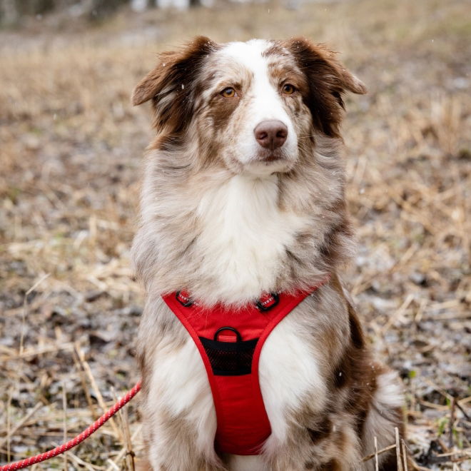 Feel Active Training Hundesele Rød