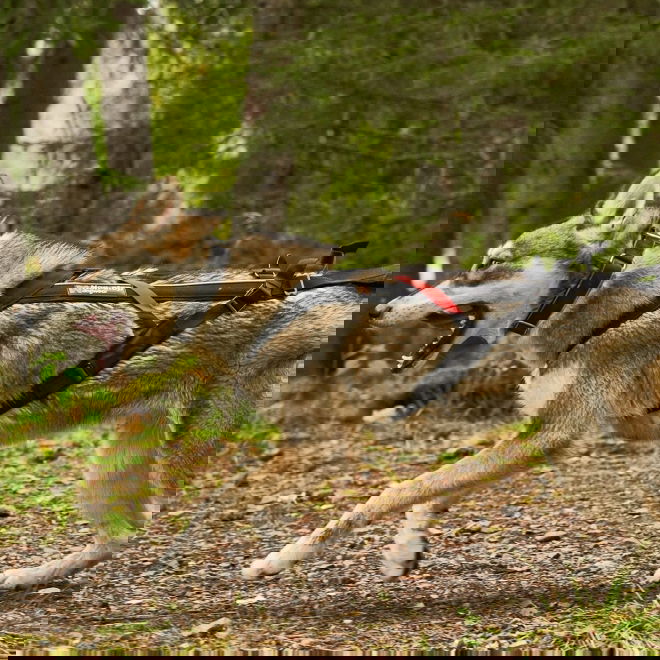 Non-stop Freemotion Trekksele