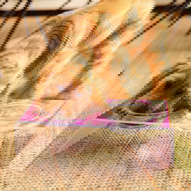 Little&Bigger Aurora Dinner Set Matbar (28 x 15,8 x 7,2 cm)