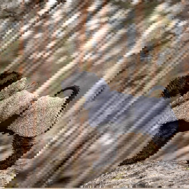 Feel Active Pokka Dekken grå